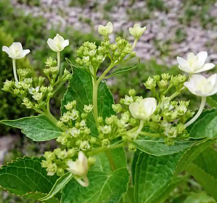 寿量山 速成寺の庭園
