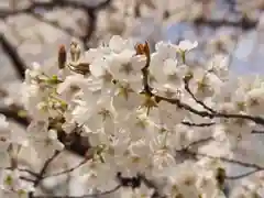 金王八幡宮の自然