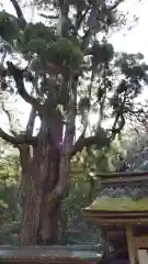 若狭彦神社（上社）の自然