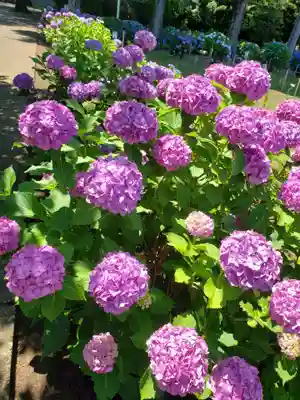 妙法寺(東京都)