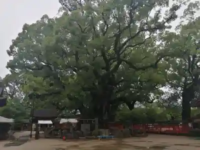 宇美八幡宮の自然