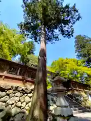 丹生川上神社（下社）(奈良県)