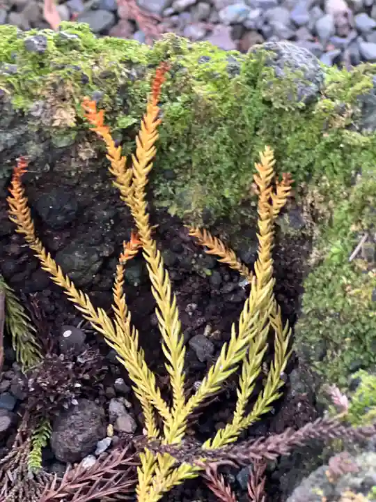 須山浅間神社(静岡県)