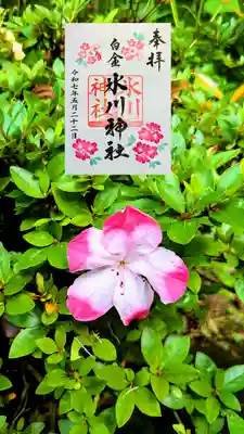 月替り御朱印5月
御拝殿の横に1輪だけ咲いていました