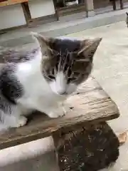 玉野御嶽神社の動物