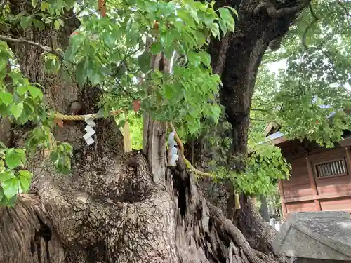 信太森神社（葛葉稲荷神社）(大阪府)