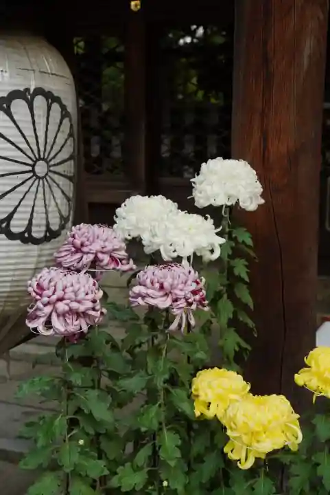御霊神社(上御霊神社)(京都府)