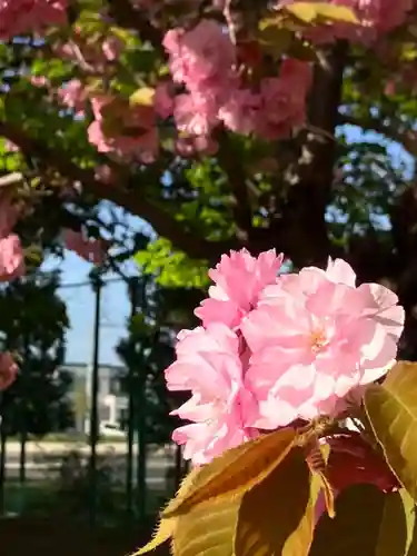 江南神社の自然