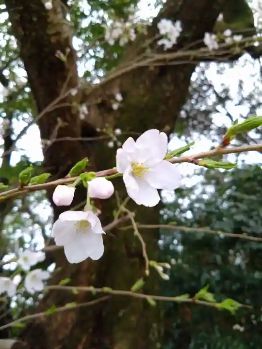 河内阿蘇神社(熊本県)