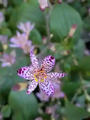 阿佐ヶ谷神明宮(東京都)