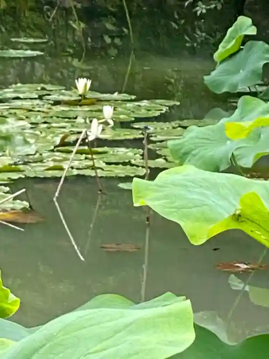 法界寺(日野薬師)の自然