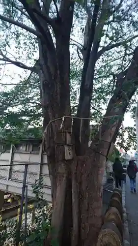 太田姫稲荷神社の自然