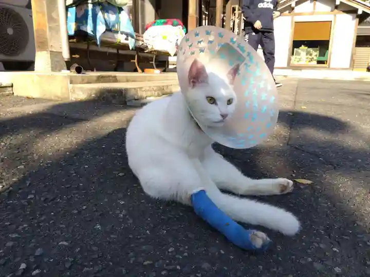 御誕生寺(猫寺)の動物