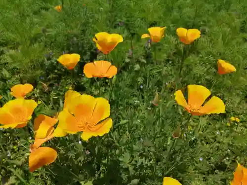 般若寺 ❁﻿コスモス寺❁の自然