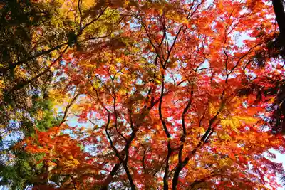田村神社の自然