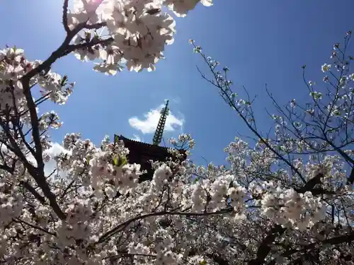 四天王寺の自然