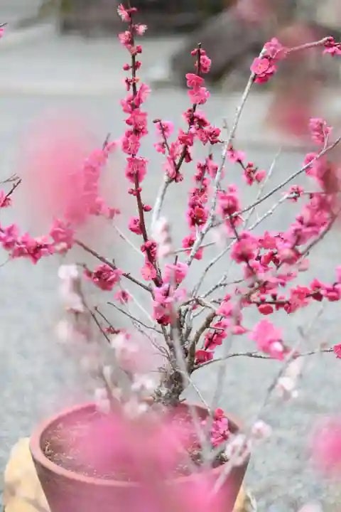 石山寺の御朱印