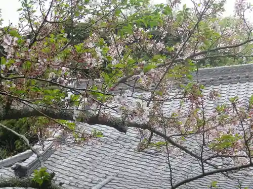 浄光明寺の自然