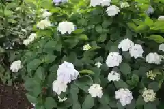 越谷香取神社の自然