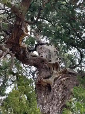 木幡神社の{uncategorized: "未分類", other: "その他", undefined: "問題あり", building: "その他建物", grave: "お墓", sacred_gate: "鳥居", guardian: "狛犬", statue: "像", buddha: "仏像", history: "歴史", nature: "自然", garden: "庭園", animal: "動物", pagoda: "塔", temizu: "手水舎", mountain_gate: "山門・神門", sanctuary: "本殿・本堂", subordinate: "末社・摂社", art: "芸術", scenery: "景色", jizo: "地蔵", ema: "絵馬", goshuin: "御朱印", omikuji: "おみくじ", items: "授与品その他", amulet: "お守り", goshuincho: "御朱印帳", eats: "食事", festival: "お祭り", votive_dance: "神楽", shichigosan: "七五三参", wedding: "結婚式", experience: "体験その他", initially: "初詣", around: "周辺", anti_infection: "感染症対策"}