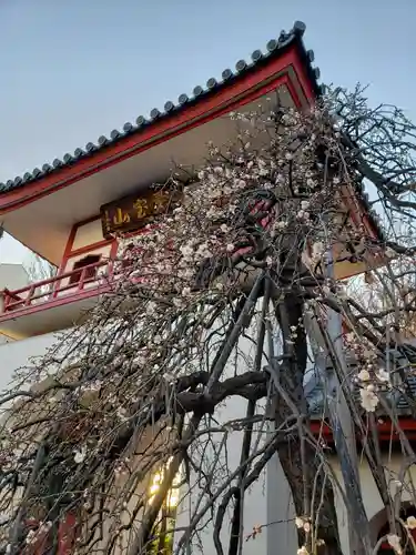 成願寺の山門