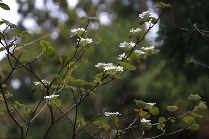 磐椅神社の自然