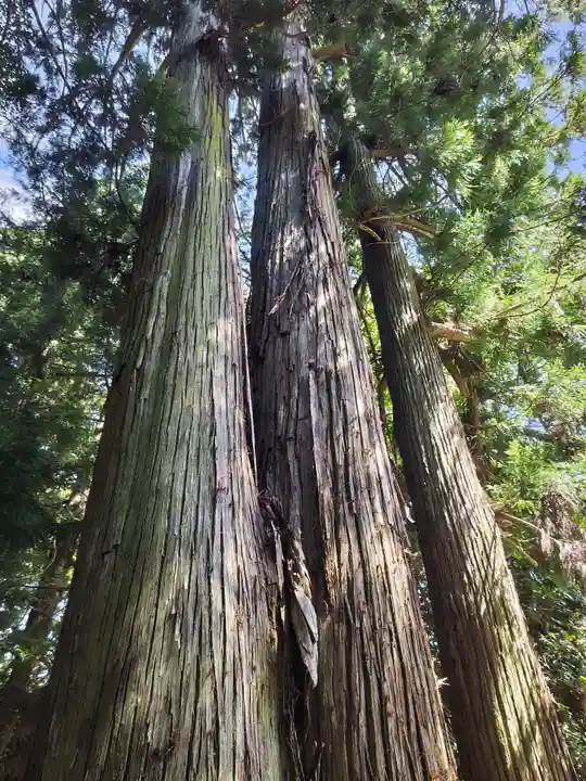 鹿島大神宮の自然