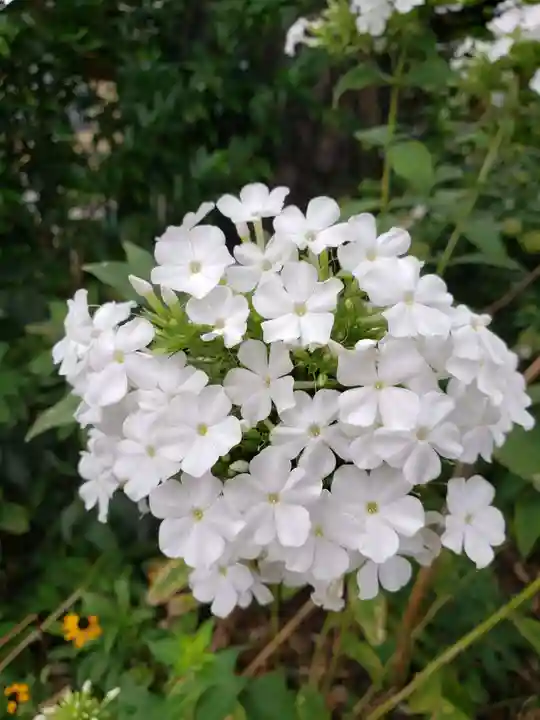 鷺宮八幡神社の自然