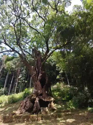 武雄神社の自然