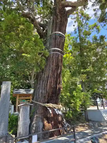 大國魂神社の自然