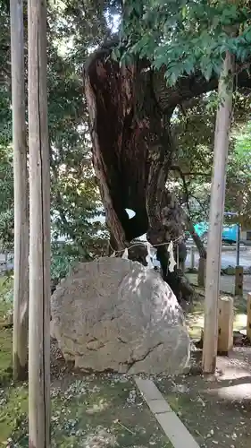 金王八幡宮の自然