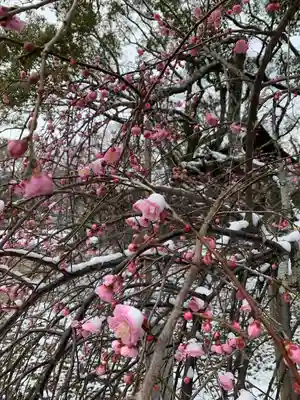 赤嵜神社の自然