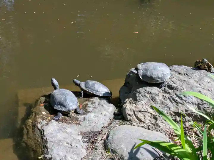 和樂備神社の{uncategorized: "未分類", other: "その他", undefined: "問題あり", building: "その他建物", grave: "お墓", sacred_gate: "鳥居", guardian: "狛犬", statue: "像", buddha: "仏像", history: "歴史", nature: "自然", garden: "庭園", animal: "動物", pagoda: "塔", temizu: "手水舎", mountain_gate: "山門・神門", sanctuary: "本殿・本堂", subordinate: "末社・摂社", art: "芸術", scenery: "景色", jizo: "地蔵", ema: "絵馬", goshuin: "御朱印", omikuji: "おみくじ", items: "授与品その他", amulet: "お守り", goshuincho: "御朱印帳", eats: "食事", festival: "お祭り", votive_dance: "神楽", shichigosan: "七五三参", wedding: "結婚式", experience: "体験その他", initially: "初詣", around: "周辺", anti_infection: "感染症対策"}