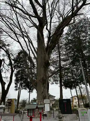 薬師寺八幡宮(栃木県)
