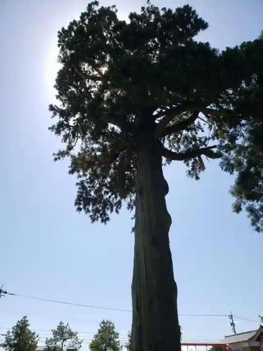 吉住熊野神社の自然