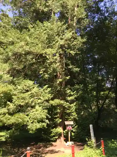 伊佐須美神社の自然