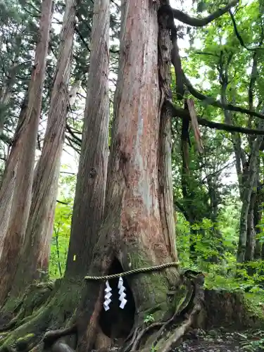 戸隠神社奥社の自然