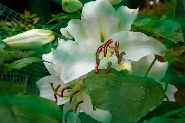尻岸内八幡神社の自然
