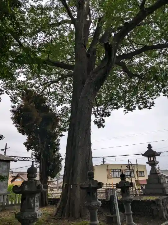 杉生神社の{uncategorized: "未分類", other: "その他", undefined: "問題あり", building: "その他建物", grave: "お墓", sacred_gate: "鳥居", guardian: "狛犬", statue: "像", buddha: "仏像", history: "歴史", nature: "自然", garden: "庭園", animal: "動物", pagoda: "塔", temizu: "手水舎", mountain_gate: "山門・神門", sanctuary: "本殿・本堂", subordinate: "末社・摂社", art: "芸術", scenery: "景色", jizo: "地蔵", ema: "絵馬", goshuin: "御朱印", omikuji: "おみくじ", items: "授与品その他", amulet: "お守り", goshuincho: "御朱印帳", eats: "食事", festival: "お祭り", votive_dance: "神楽", shichigosan: "七五三参", wedding: "結婚式", experience: "体験その他", initially: "初詣", around: "周辺", anti_infection: "感染症対策"}