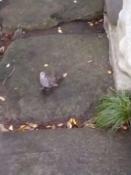 善養寺(善養密寺)(東京都)
