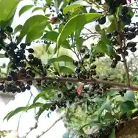 三輪神社の自然