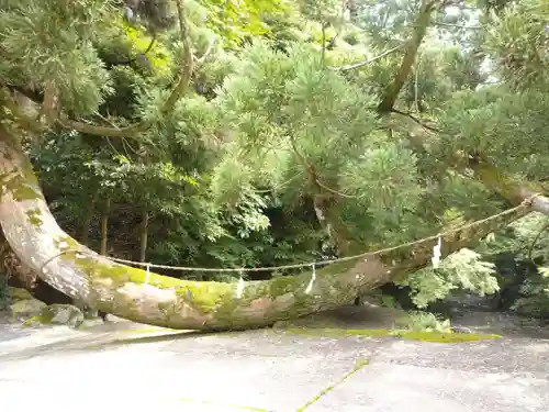 日吉大社の自然
