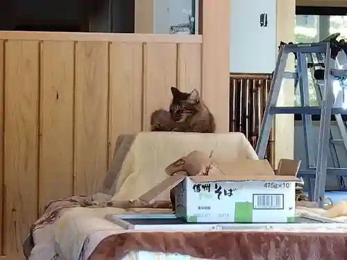 御誕生寺（猫寺）(福井県)