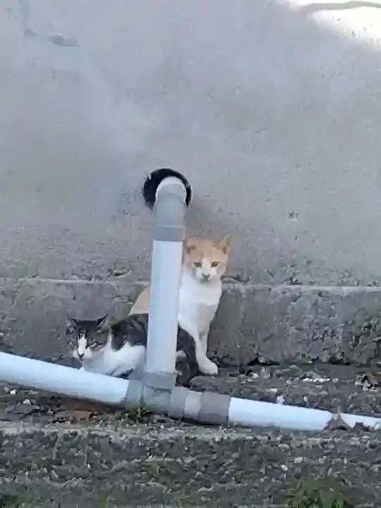 五郎兵衛稲荷神社(茨城県)