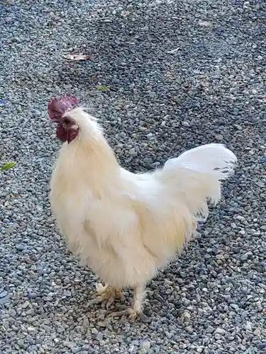 高屋敷稲荷神社(福島県)