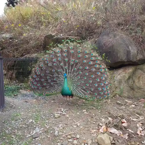 楽法寺（雨引観音）の動物