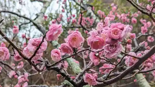 長岡天満宮(京都府)