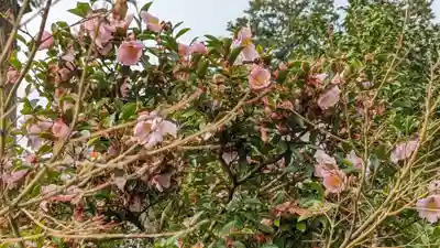 三室戸寺の自然