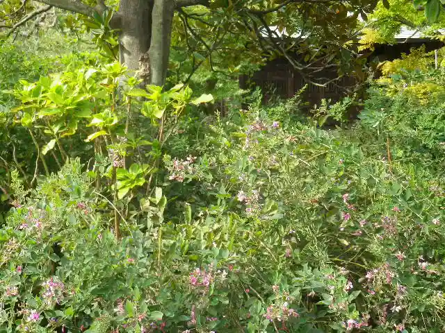 浄光明寺の自然