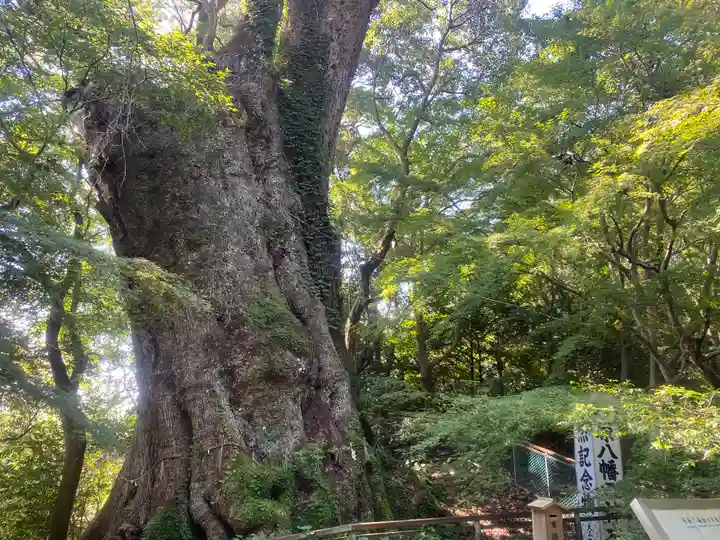 柞原八幡宮(大分県)